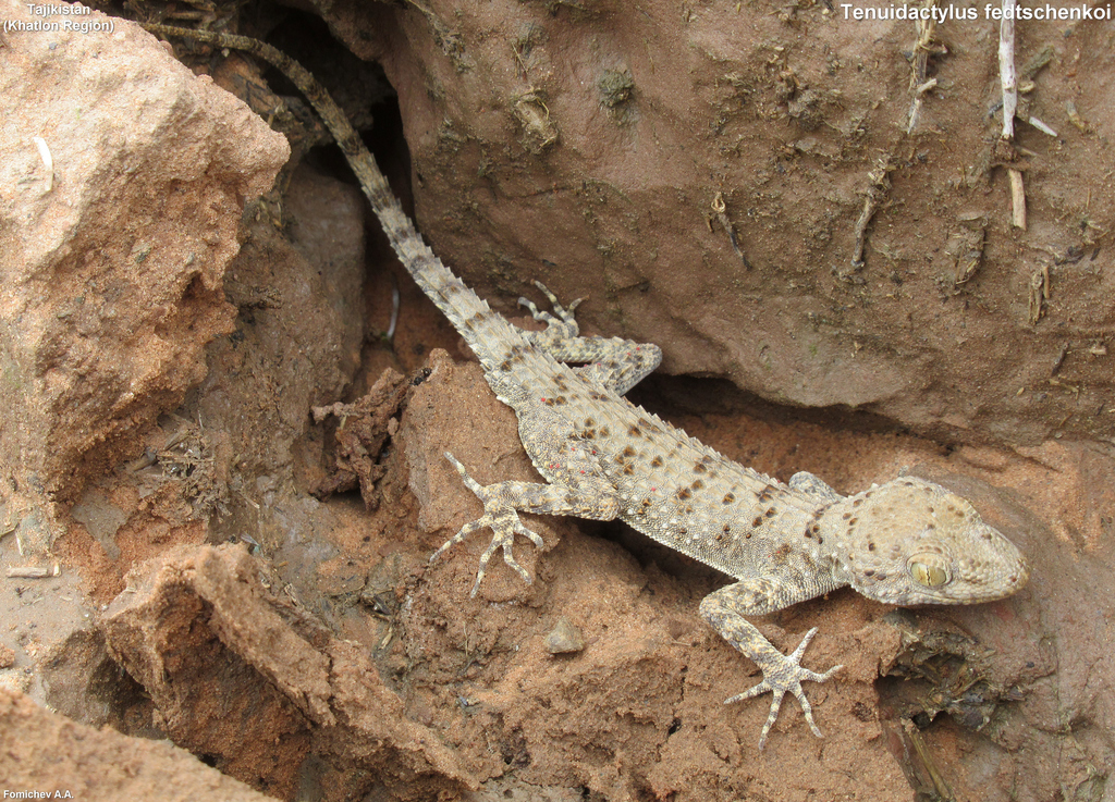 Turkestan Thin-Toed Gecko