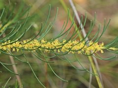 Hakea nodosa