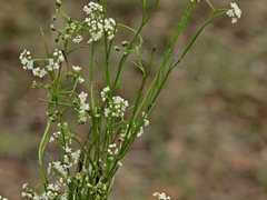 Platysace heterophylla