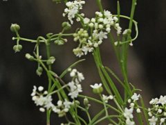 Platysace heterophylla