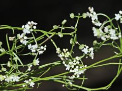 Platysace heterophylla