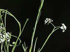 Platysace heterophylla