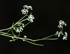Platysace heterophylla