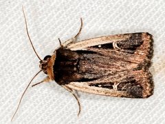 Proteuxoa tortisigna