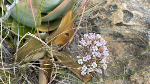 Kalanchoe synsepala