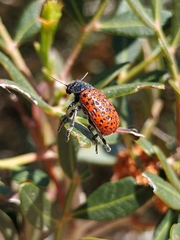 Lachnaia variolosa
