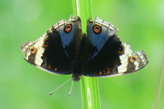 Junonia orithya wallacei