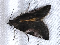 Astrapometis saburalis