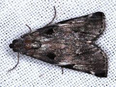 Astrapometis saburalis