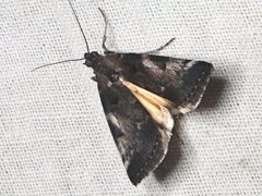 Astrapometis saburalis