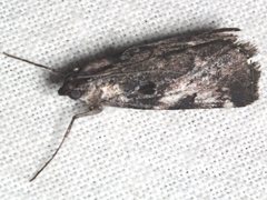 Astrapometis saburalis