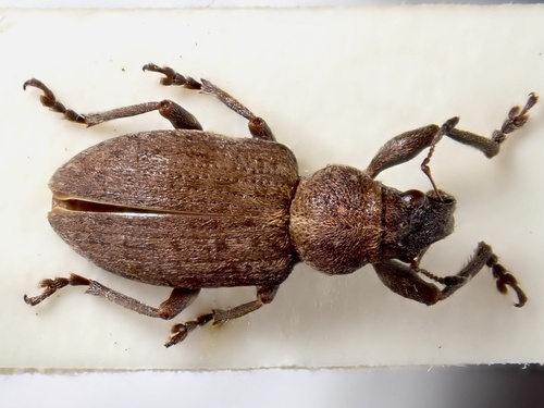 Coelositona cinerascens