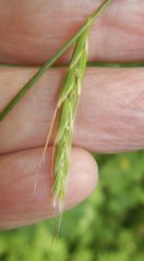 Pleuropogon refractus