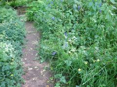 Pleuropogon refractus