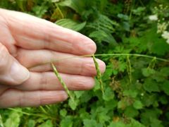 Pleuropogon refractus