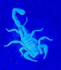 Northern Scorpion