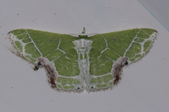 Protuliocnemis castalaria