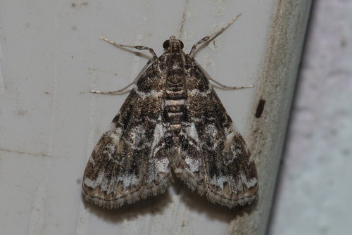 Elophila difflualis (Snellen)