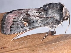 Proteuxoa cinereicollis