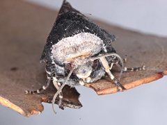 Proteuxoa cinereicollis