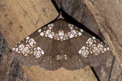 Saroba pustulifera