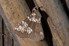 Saroba pustulifera