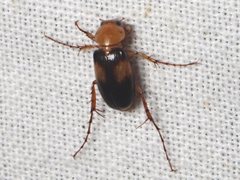 Phyllotocus bimaculatus