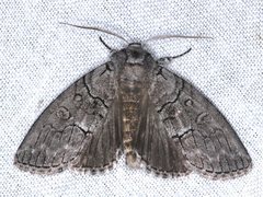 Discophlebia celaena