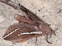 Abantiades latipennis