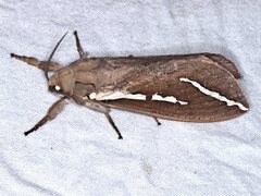 Abantiades latipennis