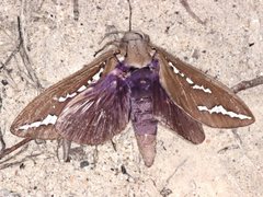 Abantiades latipennis