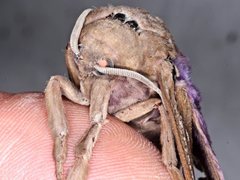 Abantiades latipennis