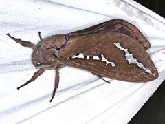 Abantiades latipennis