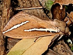 Abantiades latipennis