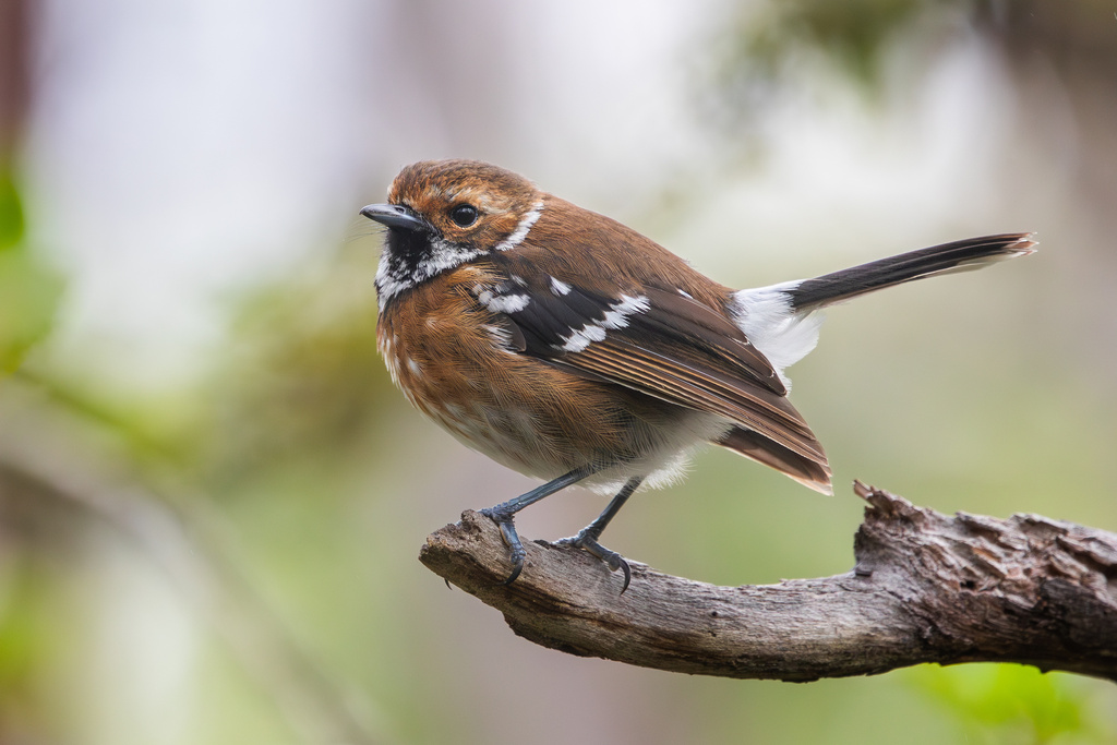 Hawaii Elepaio photo