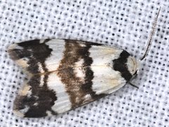 Thallarcha albicollis