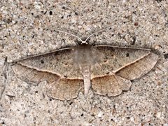 Phallaria ophiusaria