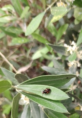 Deraeocoris schach