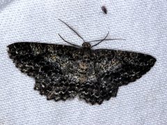 Thallogama nigraria