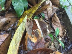Thauria lathyi