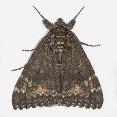 Catocala briseis