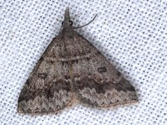 Dichromodes mesogonia