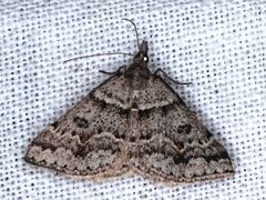 Dichromodes mesogonia