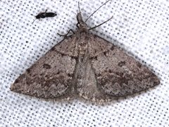 Dichromodes mesogonia