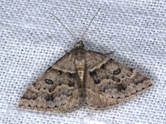 Dichromodes mesogonia