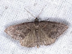 Dichromodes mesogonia