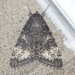 Catocala briseis