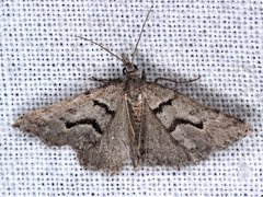 Dichromodes mesogonia