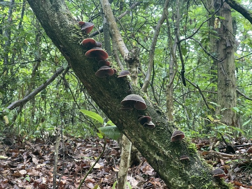 Auricularia polytricha