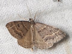 Dichromodes mesogonia